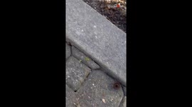 Nature-obsessed woman in awe of army of ants walking along a trail while carrying leaves