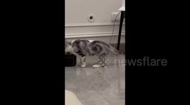 Cat Stands With Its Back Feet Flat on The Ground in Wuhan, China