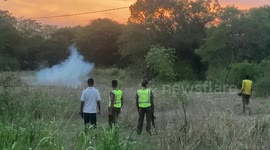 How stupid cops shoot elephants in the air to chase them away