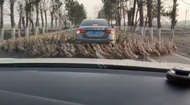 Ducks Perform a Unique Dance Around Car in Shangrao, China