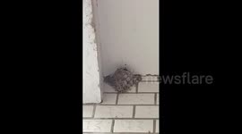Children Duet with Baby Swallows in Shangqiu, China