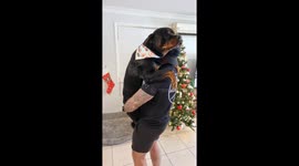 Comforting Your Big Bad Rottweiler After a Chihuahua Snapped at Him