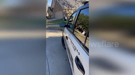 Pretty bird lands on police car's mirror and admires its reflection in window