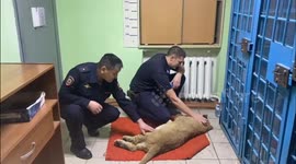 Lion cub in fridge truck saved from wildlife traffickers