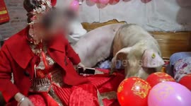 Pigs spooked by firecrackers dash onto bride's bed in bizarre wedding twist