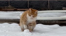 Cat spotted amusing itself by rolling snowball