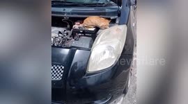 Stray cat refuses to leave car's engine compartment
