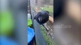 Urgent appeal to find missing 'celebrity' jackdaw who loves to drop in on schools - but has been missing for a week