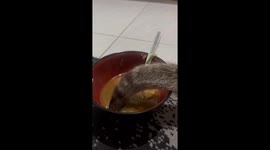 Cat's uncommon culinary curiosity: tail-dipped bakwan kawi surprise