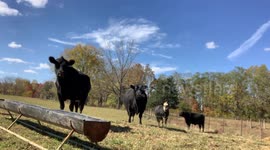 Feisty farm fun: Toot the dog herding cows during chow time in Silver Point, Tennessee