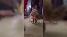 Palestinians Give First Aid To Injured Cat in Gaza