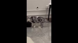 Pet cat drinks water and stretches legs in strange position