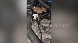 Trapped stray cat extracted from MG sedan engine