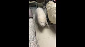 Funny moment Samoyed gets wrapped by curtain as playing hide-and seek in China