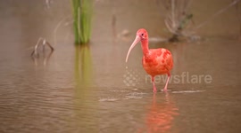A Fiery Scarlet Ibis Forages in A Wetland in Nanning, China