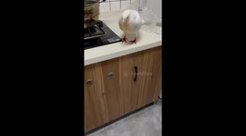 Pigeon strays into house and ignores homeowner’s guidance to leave in China