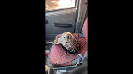 Kind-hearted man rescues Tawny Owl lying in the road and takes it for treatment