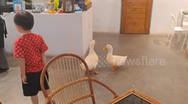 Duck Cafe In Melaka Malaysia