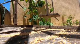 Rolinha-roxa e Sanhaço azul adoram vir comer as frutas sementes que coloco para e