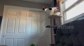 Blind Cat Maneuvers Down Climbing Post
