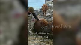 Farmer saves bloated cow by puncturing its side and deflating it - like a balloon