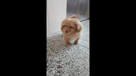Little Golden Retriever Sports Unique Hairstyle with Adorable 'Bangs' in Southern China