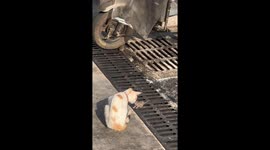 Careless mouse's near miss with cat after emerging from sewer