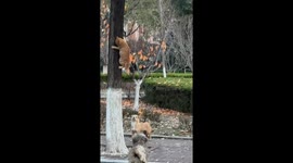 Feline escapes playful dogs by scaling tree in eastern China