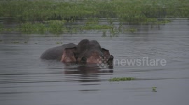 inured elephant back to the lake after having a dinner in the village .destroying all the village food and farming areas