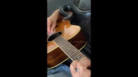 Snake Sharts To Relaxing Guitar Sounds