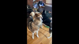 Festive Howling Alaskan Malamutes are fully charged and excited for the holiday season festivities ahead