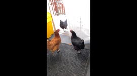 My happy hens want to move into the family home for winter eager to negotiate a deal they wait by the back door