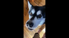 My three Alaskan Malamutes love to start the day by howling a wake up song to put everyone in a good mood