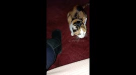 My cat sounds like a human speaking before she is going to be being sick.