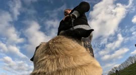 11 year old pug attends gun dog training and is less than enthusiastic