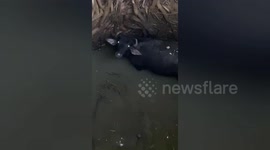 A Buffalo fell into a well after much effort the buffalo was rescued safely with the help of JCB in central India