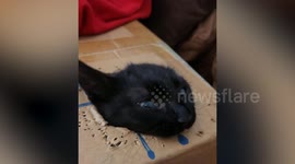 Cats and Dogs are the Best