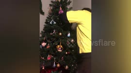 Animals Love the Holidays