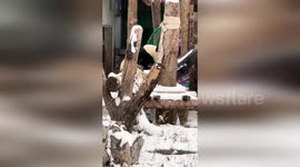 Cheeky panda gestures hand heart for cheering crowd