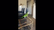 temp