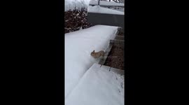 Snow-enthralled French bulldog: Tutzing's winter wonderland delight