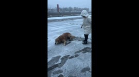 Dogs' comical ice-walking antics steal the spotlight in northern China