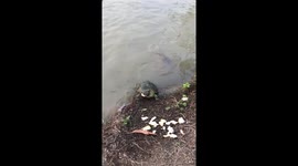 Turtle fights with catfish over bread being dropped into pond