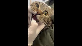 Removing a Hair Tie Stuck in a Cat's Mouth