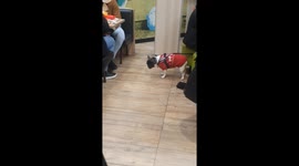 The Tragedy Of A Dog's Temptation