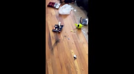 Poodle shenanigans uncover Christmas surprises: A safe and sneaky adventure!