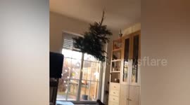 Cats vs Christmas Trees
