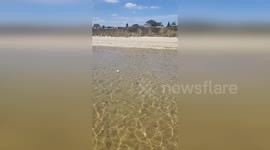 Rare Albino Eagle Ray Spotted in Swan Canning Riverpark in Western Australia