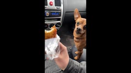 Mercedes the food enthusiast: a hungry bark in Kirov, Russia