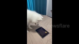 Puppy Going Crazy About Tablet Game in Xianning, Hubei, China